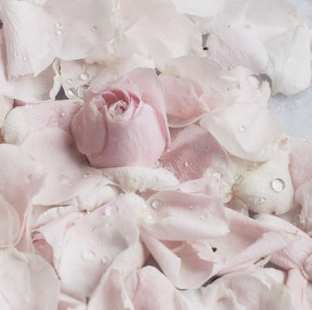 rose flower petals on marble - wedding, holiday and floral garden styled conceptの写真素材