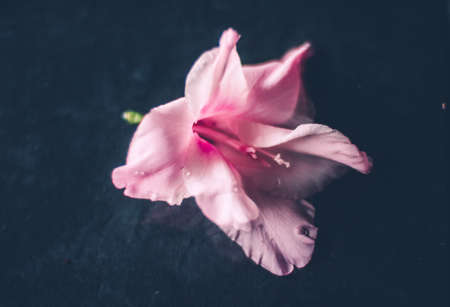 floral blossom - wedding, holiday and flower garden styled concept