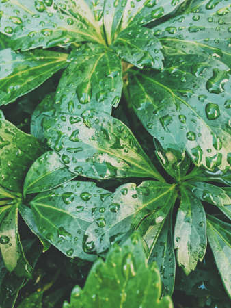 beauty of nature - environment, ecology, plants and gardening conceptの写真素材