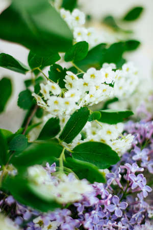 floral blossom - wedding, holiday and flower garden styled concept, elegant visualsの写真素材