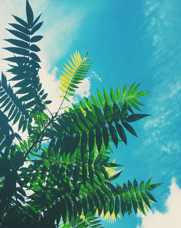 beauty of nature - environment, ecology, plants and gardening concept, elegant visualsの写真素材