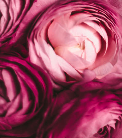 rose flowers close-up - wedding, holiday and floral background styled concept, elegant visualsの写真素材