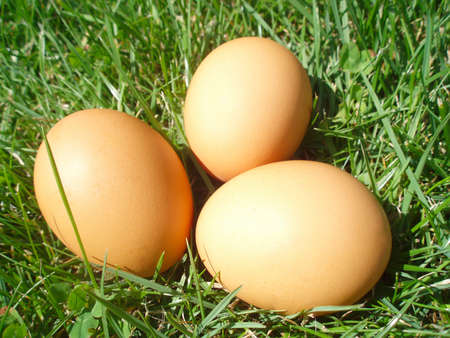 dairy and rustic farm food styled concept - farm organic eggs, elegant visuals