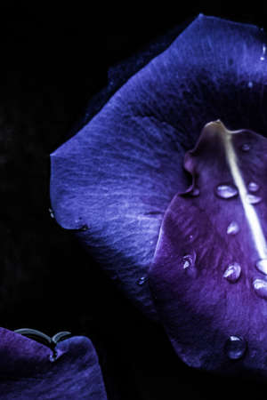 art of flower petals - wedding, holiday and floral background styled concept, elegant visuals
