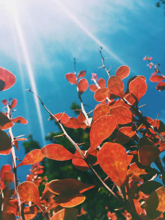 beauty of nature - environment, ecology, plants and gardening concept, elegant visualsの写真素材