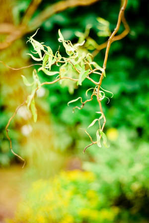 beauty of nature - environment, ecology, plants and gardening concept, elegant visualsの写真素材