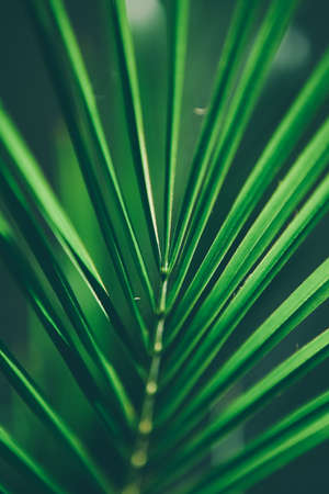 palm tree leaf - travel, exotic and tropical backgrounds styled concept, elegant visuals
