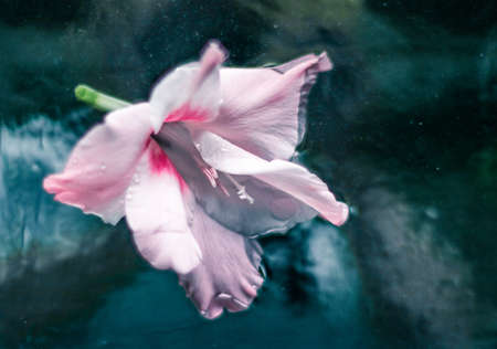 floral blossom - wedding, holiday and flower garden styled concept, elegant visualsの写真素材