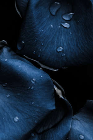 art of flower petals - wedding, holiday and floral background styled concept, elegant visuals