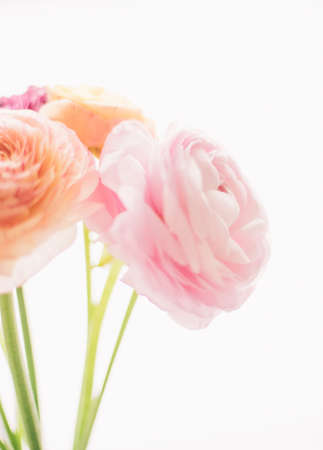 pink rose flowers from the garden - wedding, holiday and floral garden styled concept, elegant...