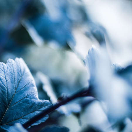 beauty of nature - environment, ecology, plants and gardening concept, elegant visualsの写真素材