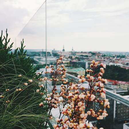 Tallinn city, Estonia - travel in Europe concept, elegant visuals