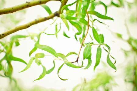 beauty of nature - environment, ecology, plants and gardening concept, elegant visuals