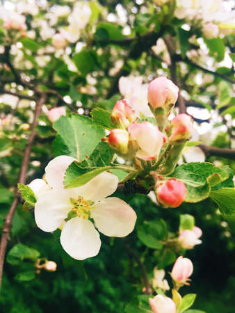 floral blossom - wedding, holiday and flower garden styled concept, elegant visuals