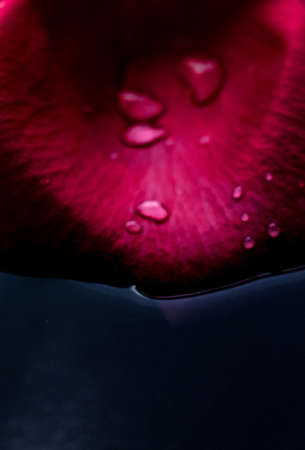 art of flower petals - wedding, holiday and floral background styled concept, elegant visuals