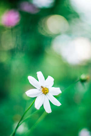 daisy garden - gardening, flowers and nature styled concept, elegant visualsの写真素材