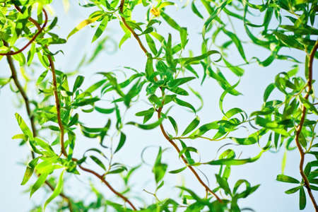 beauty of nature - environment, ecology, plants and gardening concept, elegant visuals