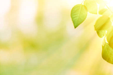 green leaves - nature backgrounds and springtime styled conceptの写真素材
