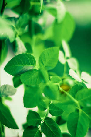 green leaves - nature backgrounds and springtime styled concept
