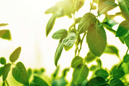 green leaves - nature backgrounds and springtime styled conceptの写真素材