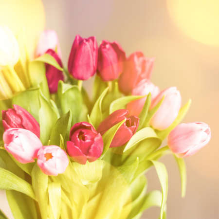 tulips in sunlight - floral, spring holidays and birthday gift styled conceptの写真素材