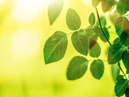 green leaves - nature backgrounds and springtime styled concept