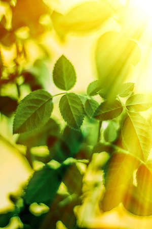green leaves - nature backgrounds and springtime styled conceptの写真素材