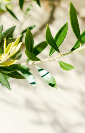 Olive tree and sunshine - gardening, nature background and environmental concept. The beauty of a green gardenの写真素材
