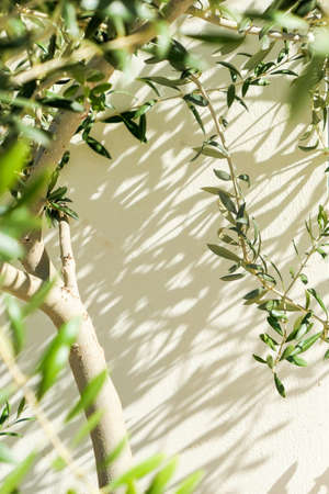 Olive tree and sunshine - gardening, nature background and environmental concept. The beauty of a...