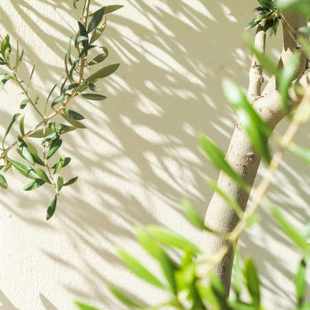 Olive tree and sunshine - gardening, nature background and environmental concept. The beauty of a green gardenの写真素材