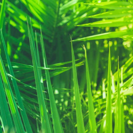 Wonderful green palm leaves - exotic vacation, botanical background and summer concept.  Enjoy a tropical dreamの写真素材