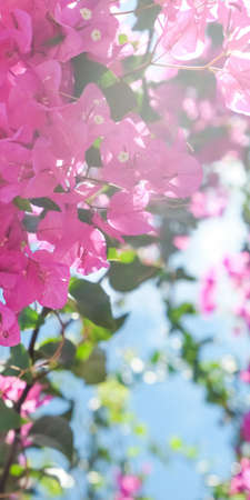 Pink flowers and blue sunny sky - floral background, spring holidays and womens day concept. Living life in bloomの写真素材