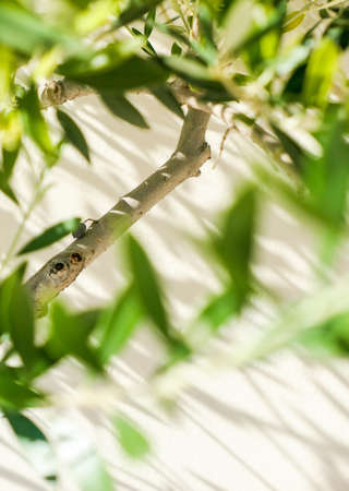 Olive tree and sunshine - gardening, nature background and environmental concept. The beauty of a green gardenの写真素材