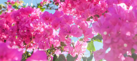 Pink flowers and blue sunny sky - floral background, spring holidays and womens day concept. Living...