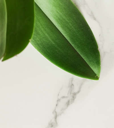 Green leaf on marble, flatlay - luxury design background, sustainable products and environmental concept. Eco-friendly way of lifeの写真素材