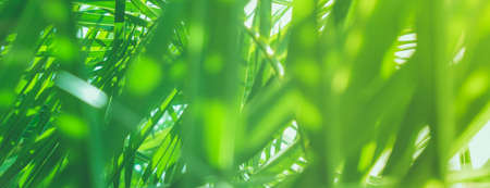 Wonderful green palm leaves - exotic vacation, botanical background and summer concept.  Enjoy a tropical dreamの写真素材