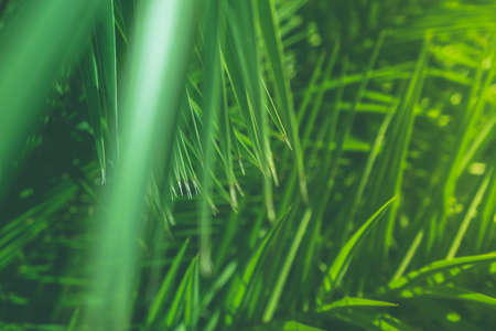 Wonderful green palm leaves - exotic vacation, botanical background and summer concept.  Enjoy a tropical dreamの写真素材