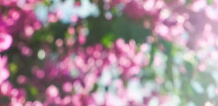 Pink flowers and blue sunny sky - floral background, spring holidays and womens day concept. Living...
