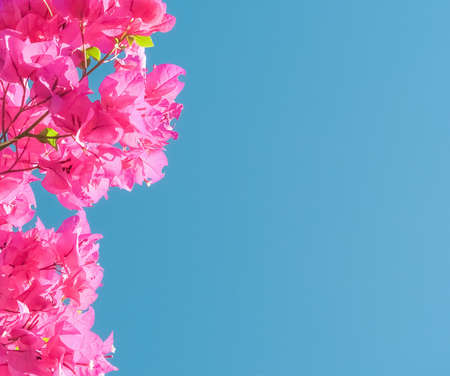 Pink flowers and blue sunny sky - floral background, spring holidays and womens day concept. Living life in bloomの写真素材