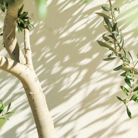 Olive tree and sunshine - gardening, nature background and environmental concept. The beauty of a green gardenの写真素材