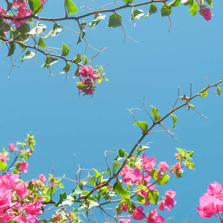 Pink flowers and blue sunny sky - floral background, spring holidays and womens day concept. Living...