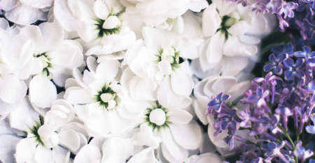 Pretty flowers in springtime - botanical backgrounds, spring and summer nature and dream garden concept. Floral beauty in bloomの写真素材