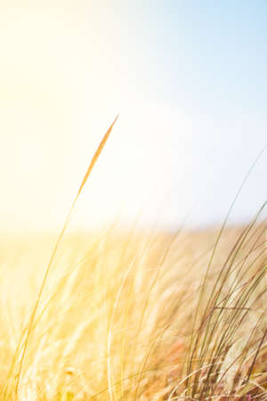 Sunshine over the summer field - beauty in nature, balanced lifestyle, environmental concept....