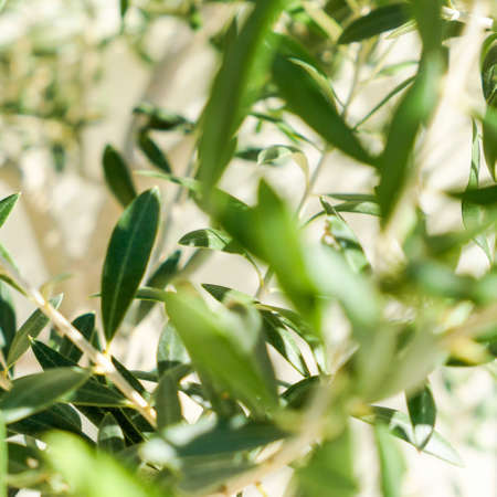 Olive tree and sunshine - gardening, nature background and environmental concept. The beauty of a...