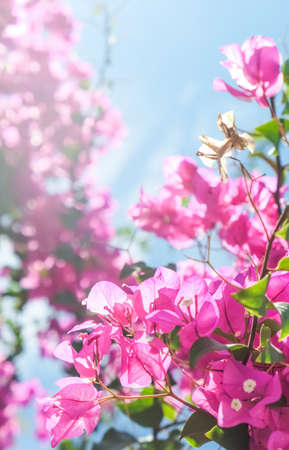 Pink flowers and blue sunny sky - floral background, spring holidays and womens day concept. Living...