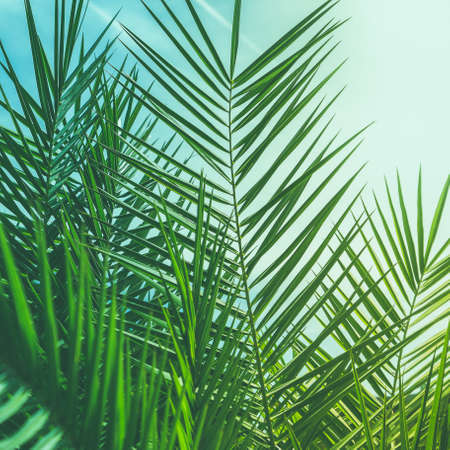 Wonderful green palm leaves - exotic vacation, botanical background and summer concept.  Enjoy a tropical dreamの写真素材