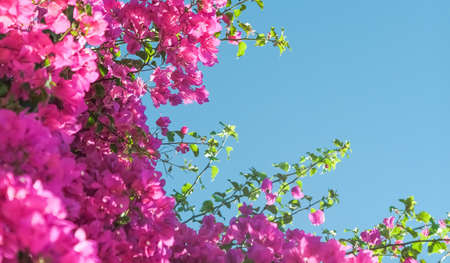 Pink flowers and blue sunny sky - floral background, spring holidays and womens day concept. Living...