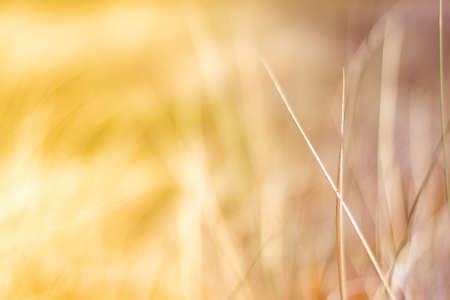 Sunshine over the summer field - beauty in nature, balanced lifestyle, environmental concept. Enjoying the sense of freedomの写真素材
