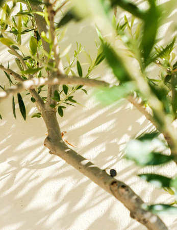 Olive tree and sunshine - gardening, nature background and environmental concept. The beauty of a green gardenの写真素材