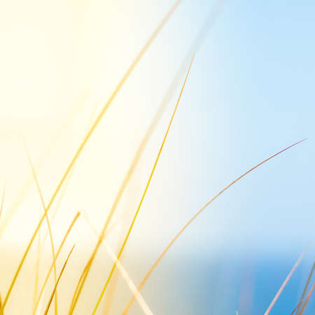 Sunshine over the summer field - beauty in nature, balanced lifestyle, environmental concept. Enjoying the sense of freedomの写真素材